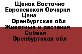 Щенок Восточно Европейской Овчарки › Цена ­ 7 000 - Оренбургская обл. Животные и растения » Собаки   . Оренбургская обл.